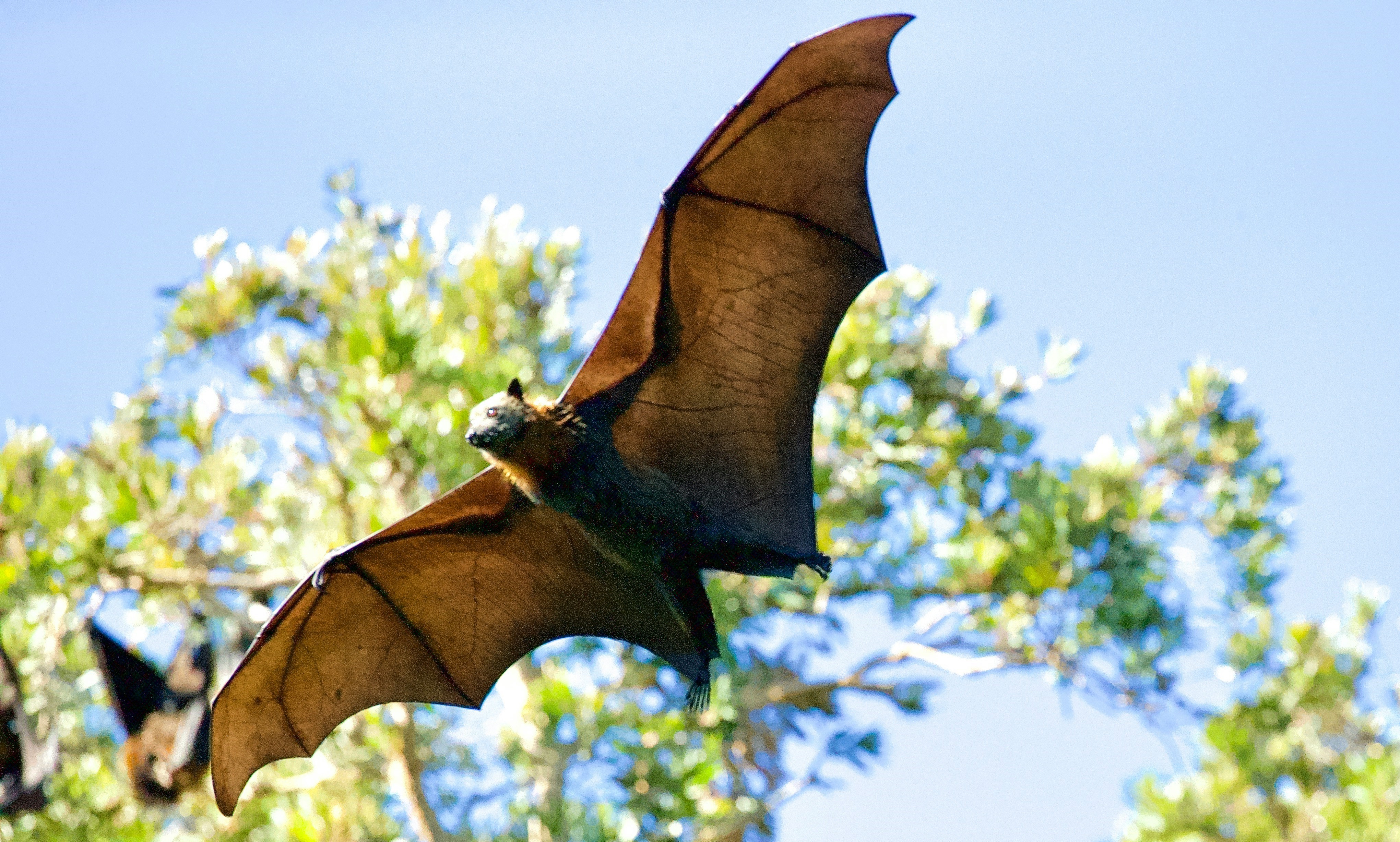 bat flying during the day